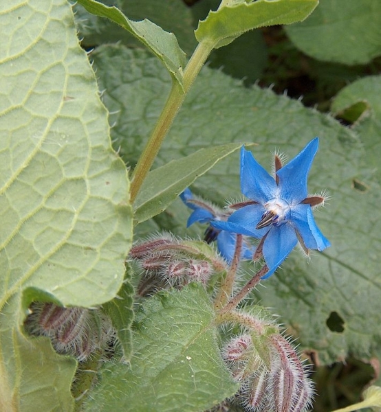 Pflanzenbild gross Borretsch - Borago officinalis