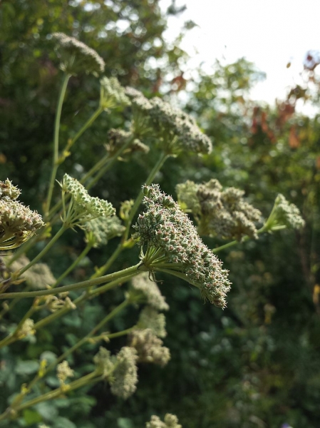 Pflanzenbild gross Hirschheil - Seseli libanotis