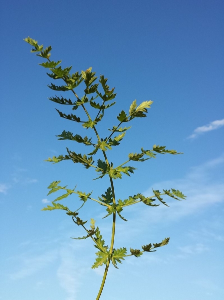 Pflanzenbild gross Hirschheil - Seseli libanotis