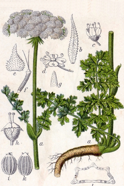 Pflanzenbild gross Hirschheil - Seseli libanotis