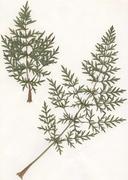 Pflanzenbild gross Hirschheil - Seseli libanotis