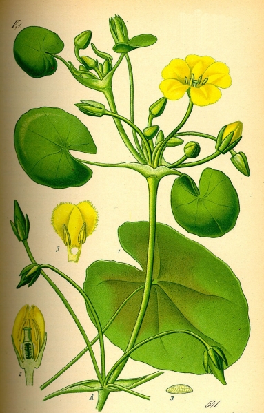 Pflanzenbild gross Teichenzian - Nymphoides peltata