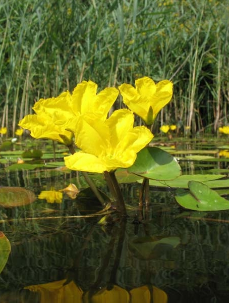 Pflanzenbild gross Teichenzian - Nymphoides peltata
