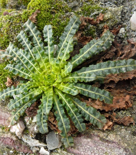 Pflanzenbild gross Färber-Reseda - Reseda luteola