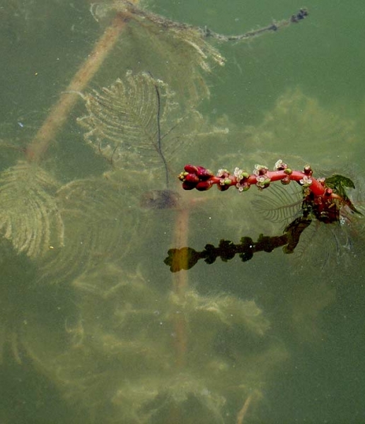 Pflanzenbild gross Ähriges Tausendblatt - Myriophyllum spicatum