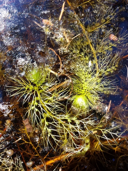 Pflanzenbild gross Südlicher Wasserschlauch - Utricularia australis