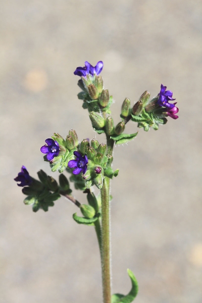 Pflanzenbild gross Echte Ochsenzunge - Anchusa officinalis