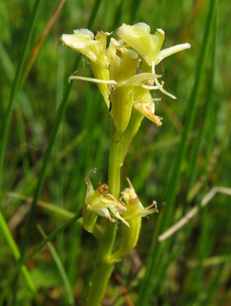 Pflanzenbild gross Zwiebelorchis - Liparis loeselii