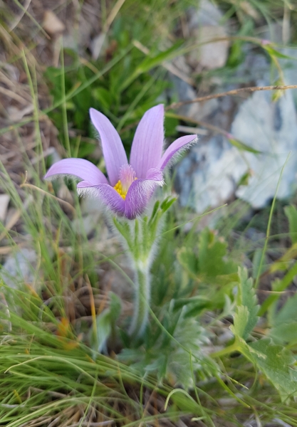 Pflanzenbild gross Hallers Anemone - Pulsatilla halleri