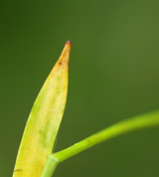 Pflanzenbild gross Gelbliche Hainsimse - Luzula luzulina