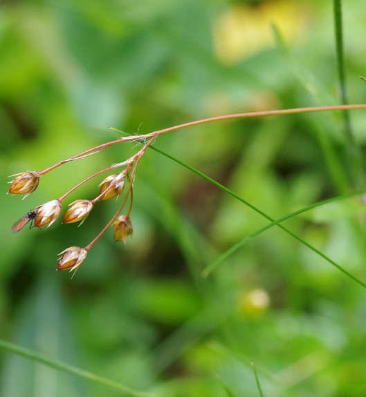 Pflanzenbild gross Gelbliche Hainsimse - Luzula luzulina