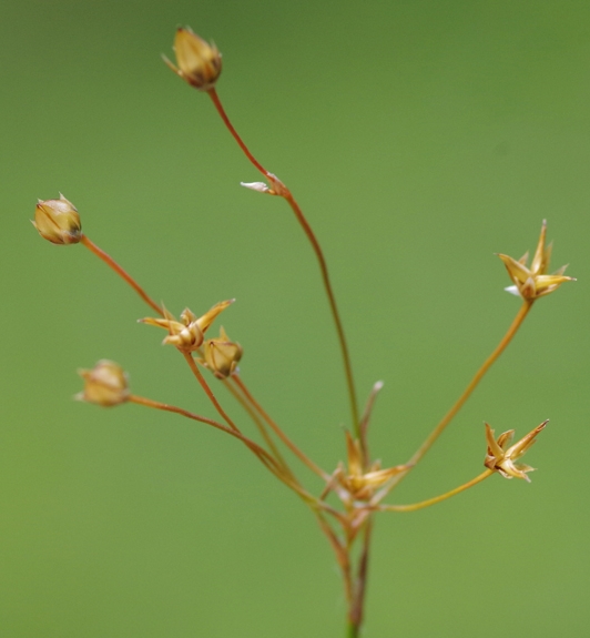 Pflanzenbild gross Gelbliche Hainsimse - Luzula luzulina