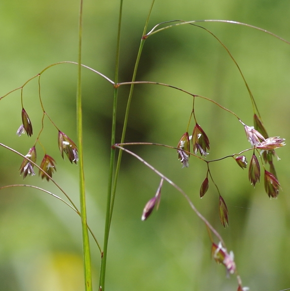 Pflanzenbild gross Schöner Schwingel - Festuca pulchella