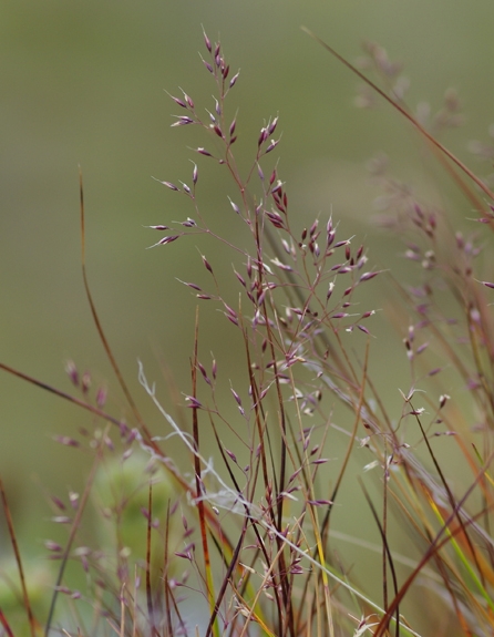 Pflanzenbild gross Felsen-Straussgras - Agrostis rupestris