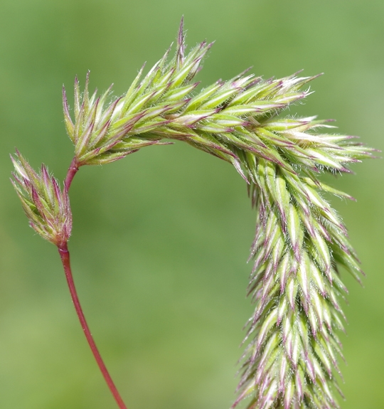 Pflanzenbild gross Behaartes Lieschgras - Phleum hirsutum