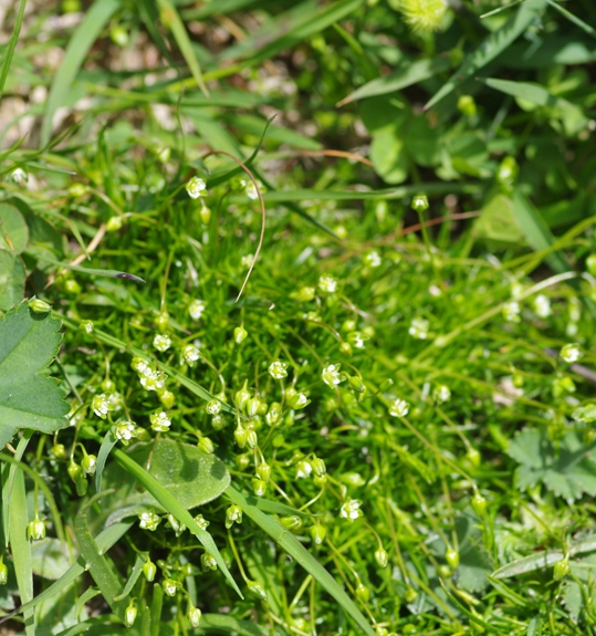 Pflanzenbild gross Alpen-Mastkraut - Sagina saginoides