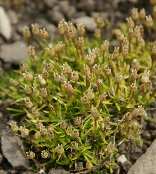 Pflanzenbild gross Alpen-Mastkraut - Sagina saginoides