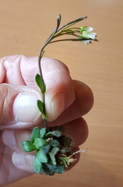 Pflanzenbild gross Zwerg-Gänsekresse - Arabis bellidifolia