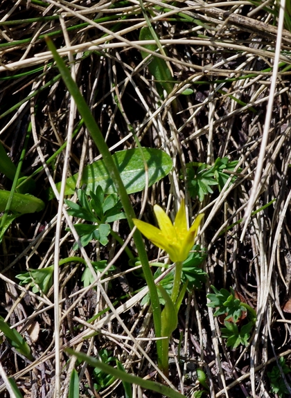 Pflanzenbild gross Röhriger Gelbstern - Gagea fragifera