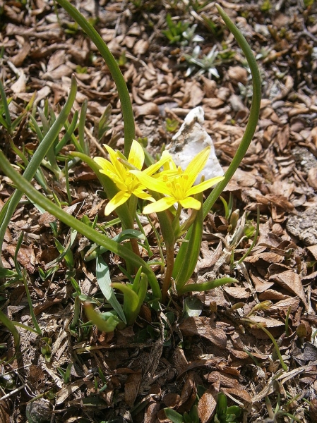 Pflanzenbild gross Röhriger Gelbstern - Gagea fragifera