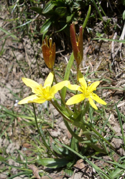 Pflanzenbild gross Röhriger Gelbstern - Gagea fragifera