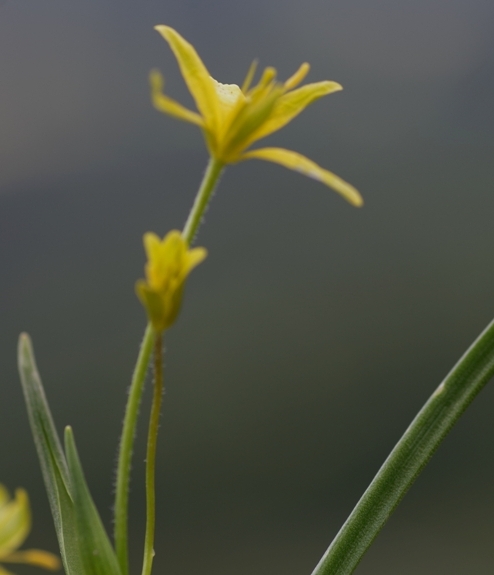 Pflanzenbild gross Röhriger Gelbstern - Gagea fragifera