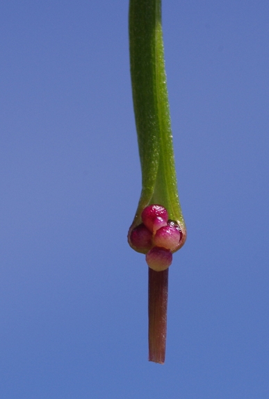 Pflanzenbild gross Röhriger Gelbstern - Gagea fragifera