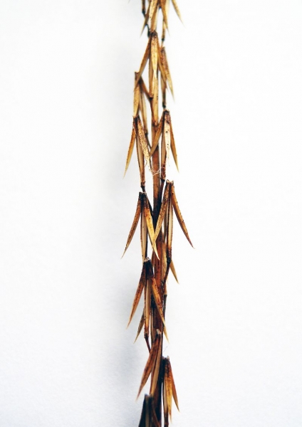 Pflanzenbild gross Sumpf-Dreizack - Triglochin palustris