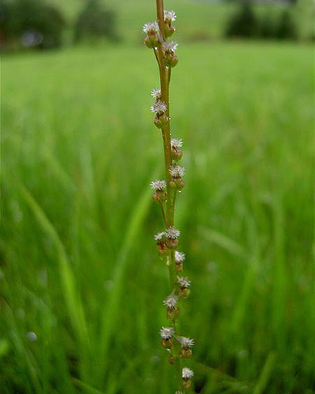 Pflanzenbild gross Sumpf-Dreizack - Triglochin palustris