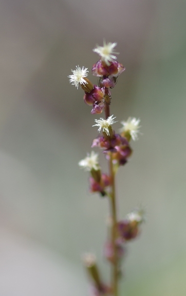 Pflanzenbild gross Sumpf-Dreizack - Triglochin palustris