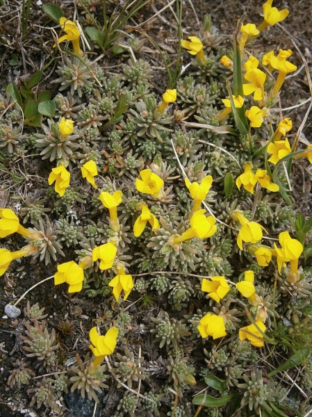 Pflanzenbild gross Goldprimel - Androsace vitaliana