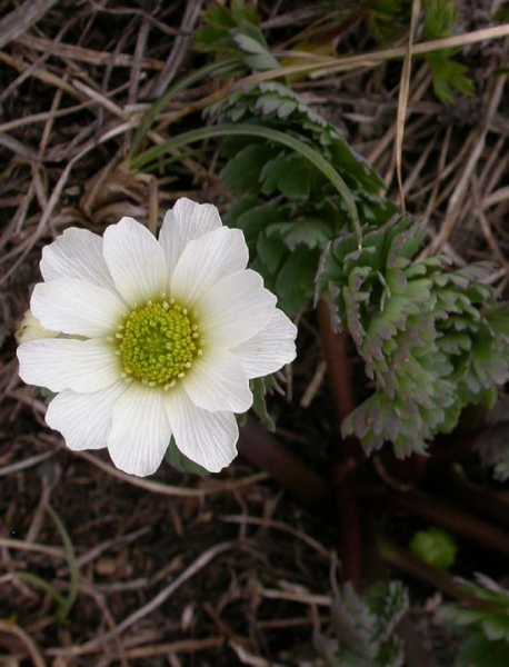 Pflanzenbild gross Rautenblättrige Schmuckblume - Callianthemum coriandrifolium
