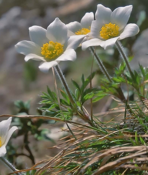 Pflanzenbild gross Monte Baldo-Windröschen - Anemone baldensis