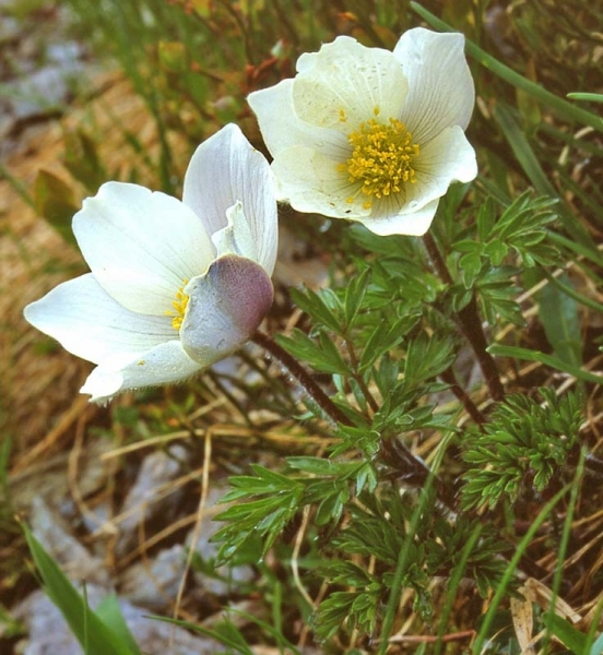 Pflanzenbild gross Monte Baldo-Windröschen - Anemone baldensis
