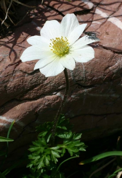 Pflanzenbild gross Monte Baldo-Windröschen - Anemone baldensis