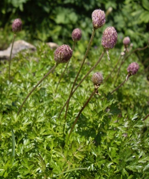 Pflanzenbild gross Monte Baldo-Windröschen - Anemone baldensis