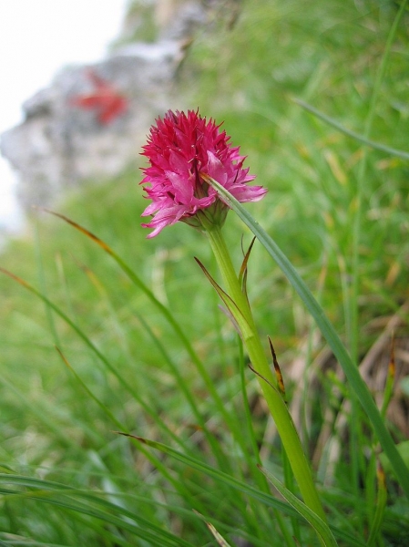 Pflanzenbild gross Rotes Männertreu - Nigritella rubra