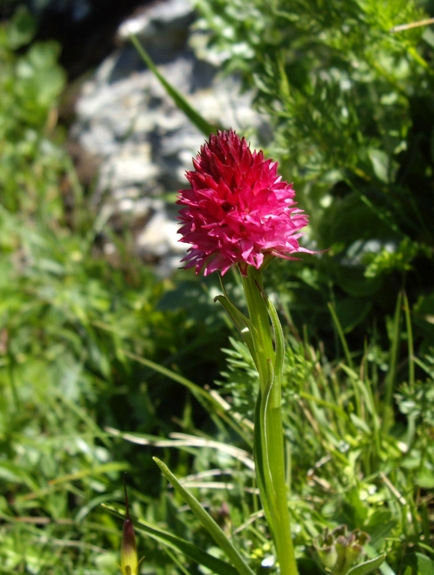 Pflanzenbild gross Rotes Männertreu - Nigritella rubra