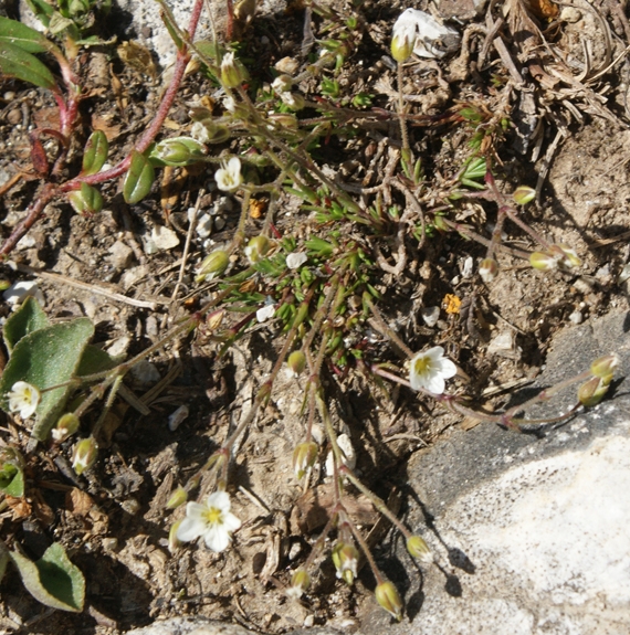 Pflanzenbild gross Zweiblütige Miere - Minuartia biflora