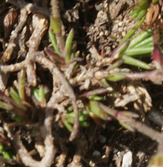 Pflanzenbild gross Zweiblütige Miere - Minuartia biflora