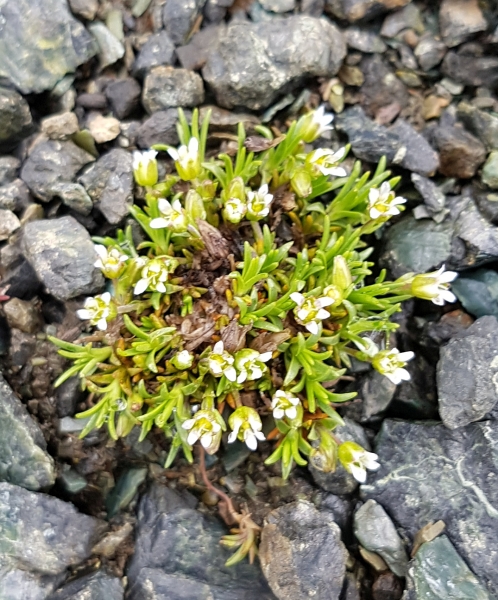 Pflanzenbild gross Zweiblütige Miere - Minuartia biflora