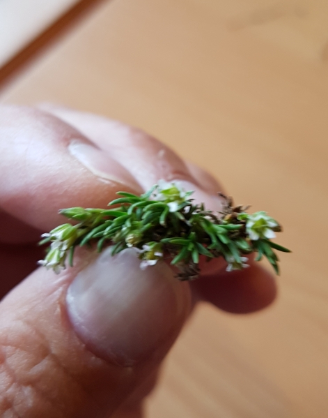 Pflanzenbild gross Zweiblütige Miere - Minuartia biflora