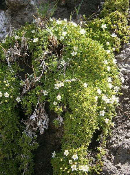Pflanzenbild gross Zweiblütige Miere - Minuartia biflora