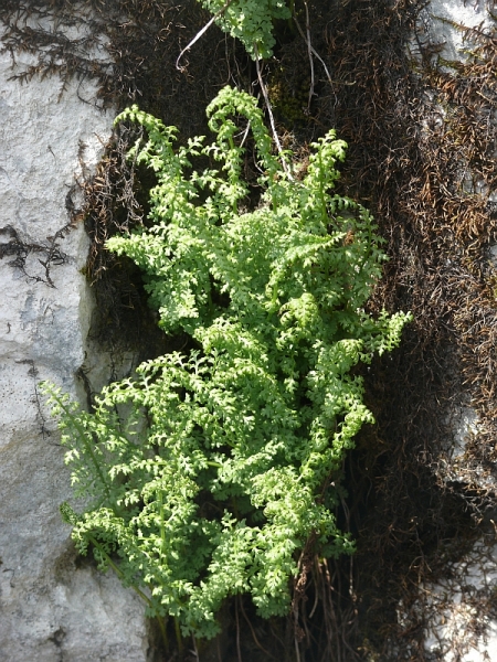 Pflanzenbild gross Alpen-Blasenfarn - Cystopteris alpina