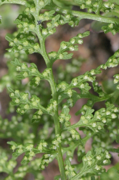 Pflanzenbild gross Alpen-Blasenfarn - Cystopteris alpina