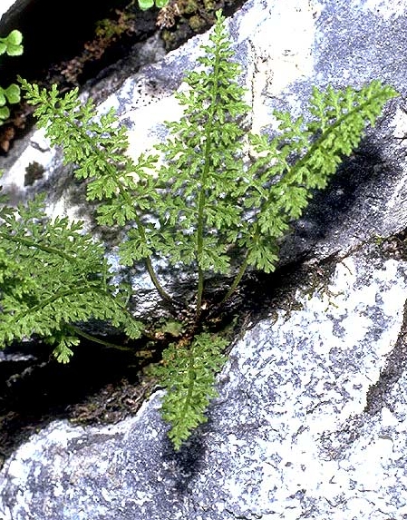 Pflanzenbild gross Alpen-Blasenfarn - Cystopteris alpina