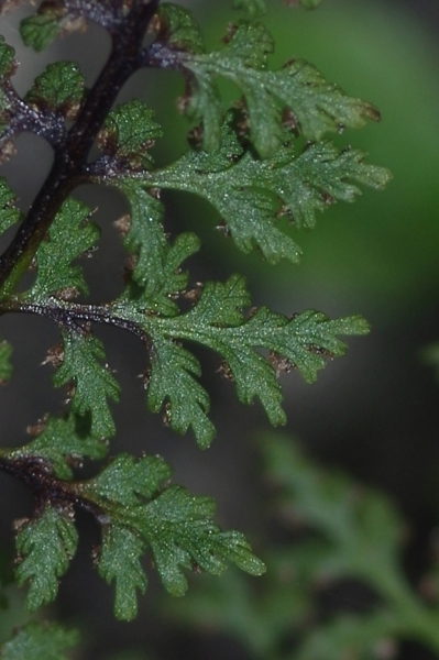 Pflanzenbild gross Alpen-Blasenfarn - Cystopteris alpina