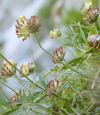 Pflanzenbild gross Walliser Wundklee - Anthyllis vulneraria subsp. valesiaca