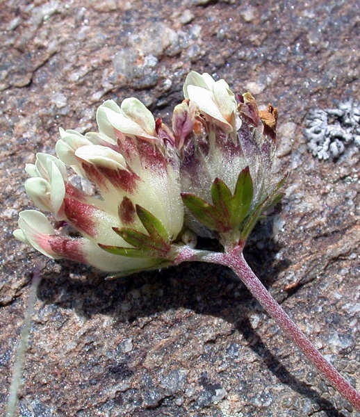 Pflanzenbild gross Walliser Wundklee - Anthyllis vulneraria subsp. valesiaca