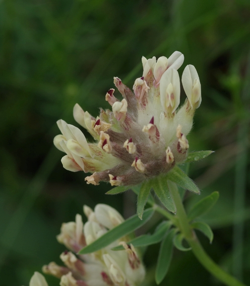 Pflanzenbild gross Walliser Wundklee - Anthyllis vulneraria subsp. valesiaca
